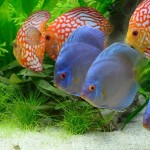 Top 10 des plus beaux poissons d’eau douce