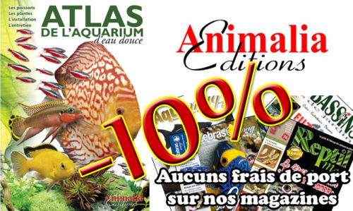 Top 10 Des Plus Beaux Poissons Deau Douce Maganimal