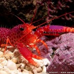 Des homards en aquarium?