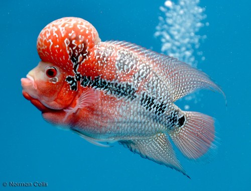 flowerhorn_fish_by_basticelis-d4xornw[1]