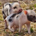 Les femmes qui voient des bébés animaux ont moins d’appétit pour la viande.