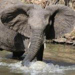 Un éléphant vient protéger son maître