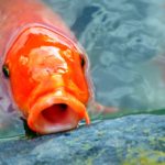 L’aquarium de paris : aussi un refuge pour les poissons