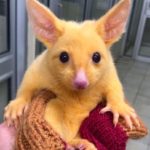 un animal ressemblant à pikachu découvert en australie