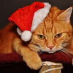 L’Offre d’un Animal pour Noël : Douce Surprise ou Décision Délicate?