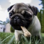 Comprendre les Os Bons et Mauvais pour les Chiens : Un Guide Complet