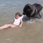 Il se prend pour un chien sauveteur