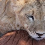 Les douaniers de Marseille découvrent un lionceau dans un garage