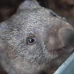 Wombat : pourquoi fait-il des crottes carrées ?