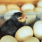 Comment faire éclore des œufs de poule ?