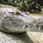 Sauvé de la dépression par les câlins de son alligator domestique