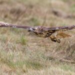 Un faucon tente d’arracher un Yorkshire, sa maîtresse agit rapidement et le sauve (vidéo)