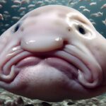 Le blobfish, qu’est-ce que c’est ?