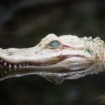 Naissance d’un phénomène rare : Un alligator leucistique émerge au parc de reptiles de Floride