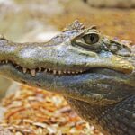 Un fan de baseball et son célèbre alligator de soutien émotionnel sont refusés à l’entrée du stade de baseball