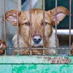 Un projet de loi interdisant la production et la vente de viande de chien a été adopté en Corée du Sud.