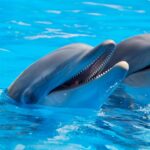 Communication animale : les dauphins ont-ils des noms ?