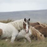 Les chevaux sauvages capturés par le gouvernement et proposés à l’adoption sont menacés d’abattage