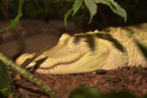 Alligator Albinos (yeux rose)