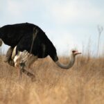 L’autruche, un oiseau dépourvu de capacités de vol, détient néanmoins le titre de l’oiseau le plus rapide.