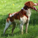 À la découverte du Chien Épagneul Breton : Un Compagnon Polyvalent et Fidèle