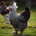 Découvrez la majestueuse Poule Brahma : Origine, Caractéristiques et Popularité