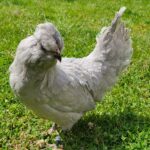 La poule Ameraucana : Une Poule Unique aux Œufs Bleus